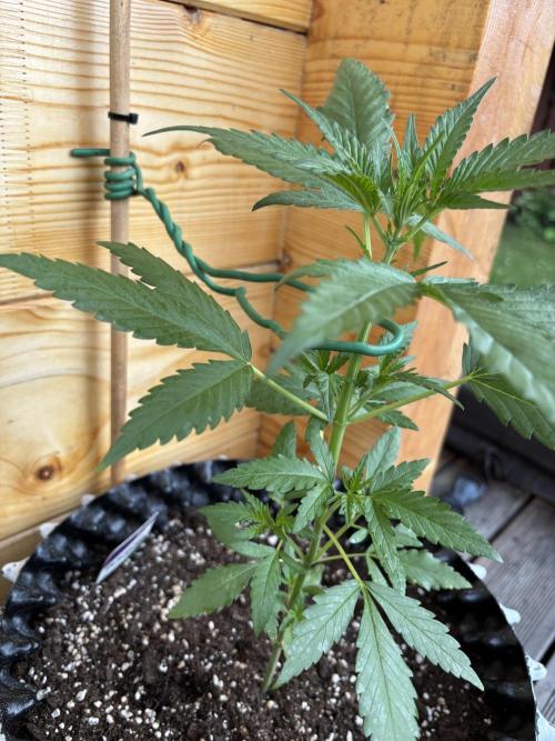 Guava Auto RF3 Outdoor grow. Week 5