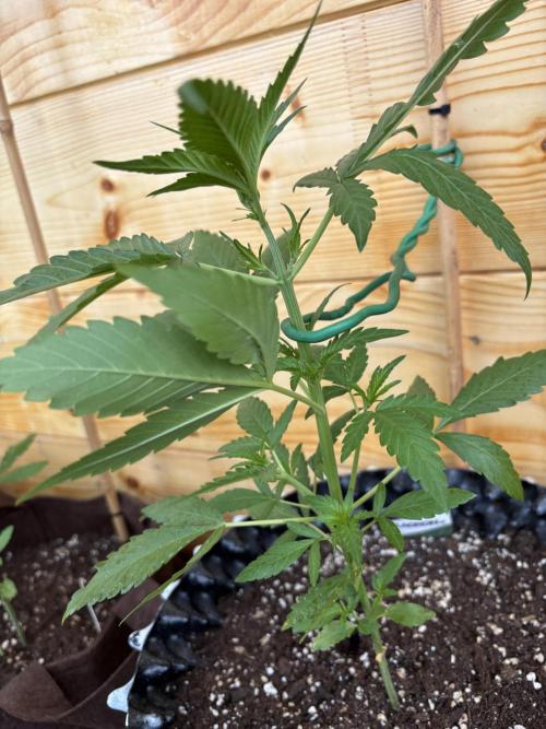 Guava Auto RF3. Week 5