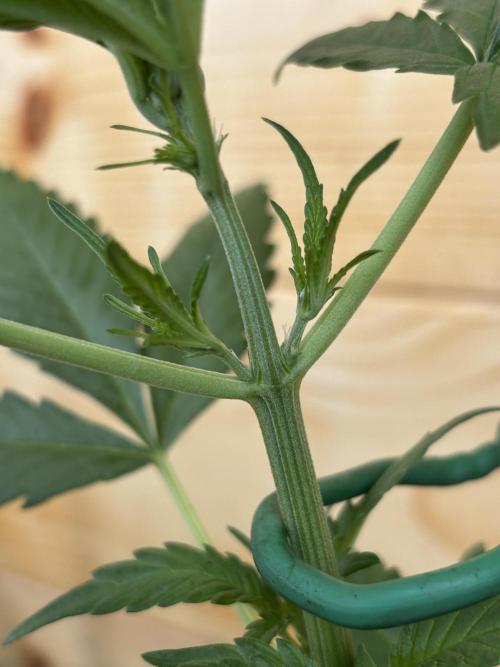 Guava Auto RF3 Outdoor grow. Week 5