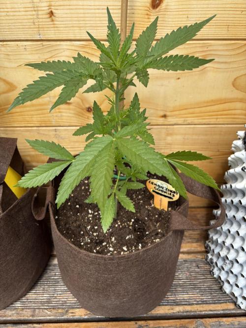 Lemon Cherry Cookies Auto Outdoor grow. Week 5