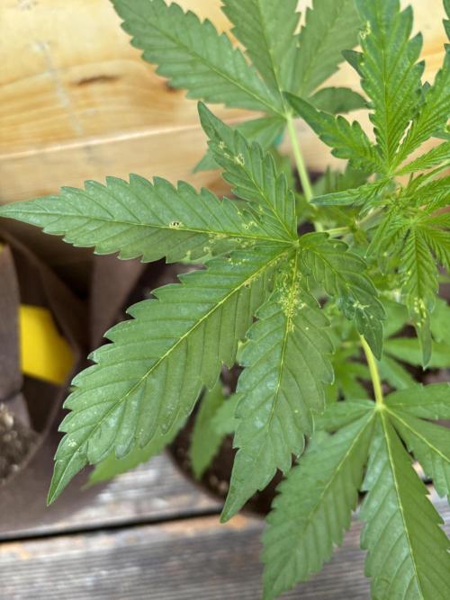 Lemon Cherry Cookies Auto Outdoor grow. Week 5