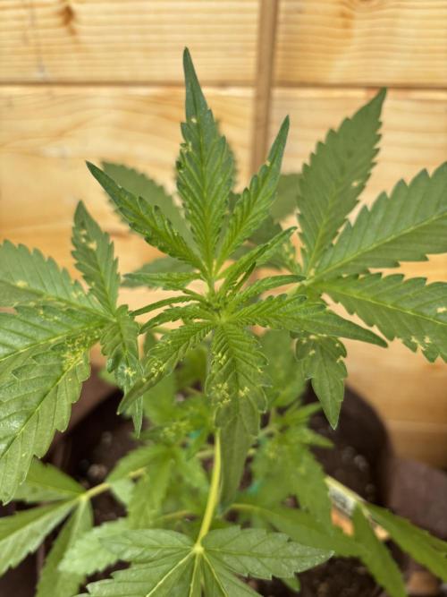 Lemon Cherry Cookies Auto Outdoor grow. Week 5