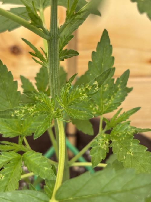 Lemon Cherry Cookies Auto Outdoor grow. Week 5