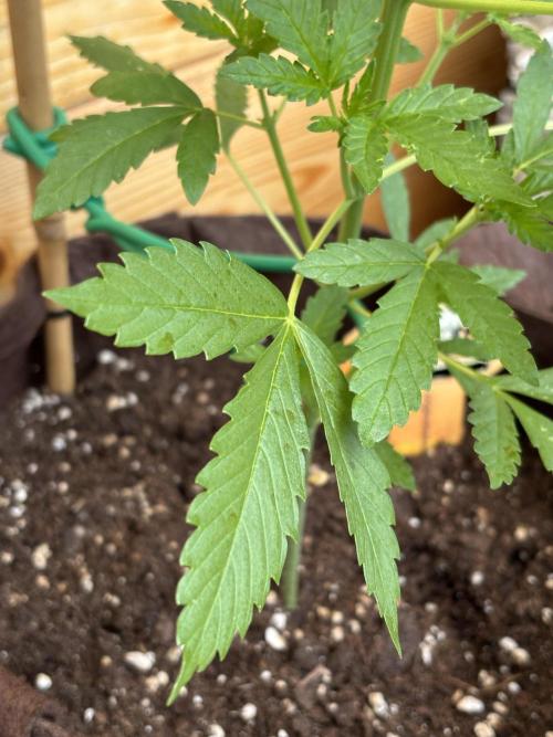 Lemon Cherry Cookies Auto Outdoor grow. Week 5
