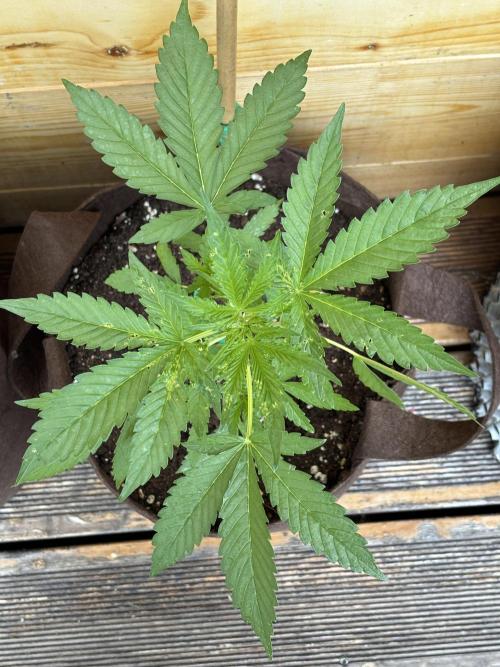 Lemon Cherry Cookies Auto Outdoor grow. Week 5