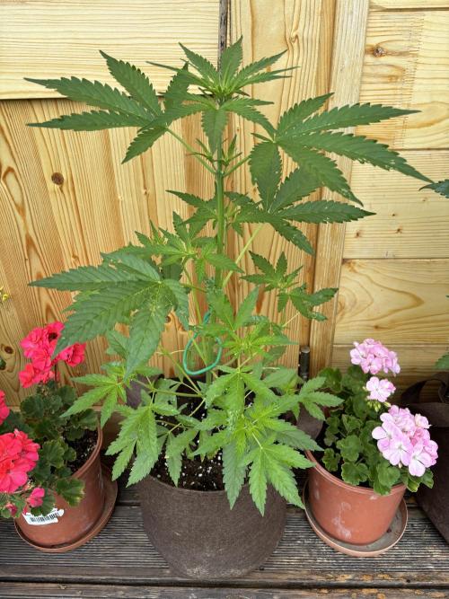 Lemon Cherry Cookies Auto Outdoor grow. Week 6