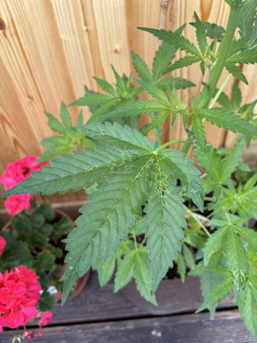 Lemon Cherry Cookies Auto Outdoor grow. Week 6