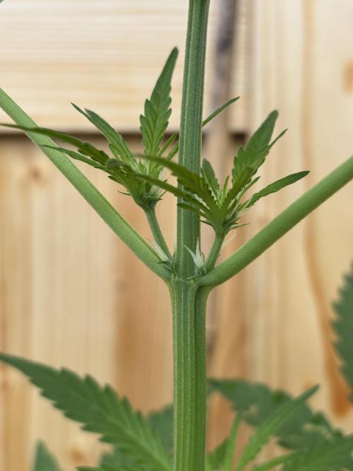 Lemon Cherry Cookies Auto Outdoor grow. Week 6