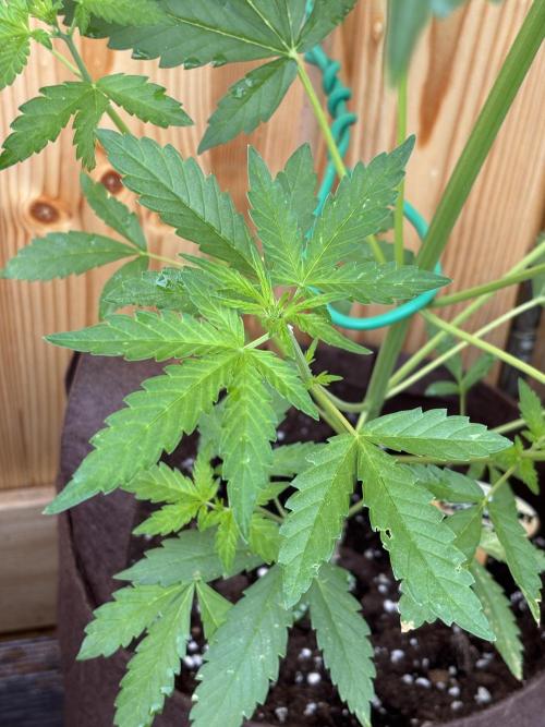 Lemon Cherry Cookies Auto. Week 6