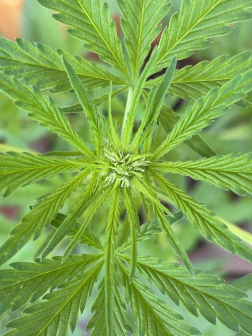 Lemon Cherry Cookies Auto Outdoor grow. Week 6