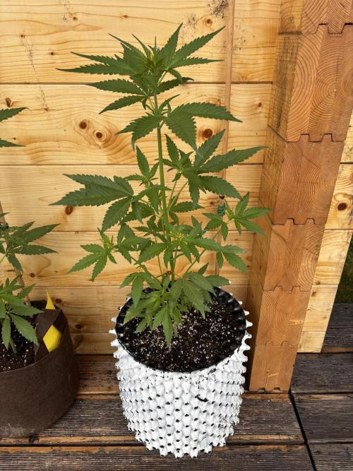 Guava Auto RF3 Outdoor grow. Week 6