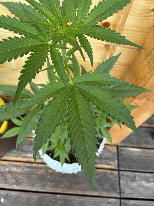Guava Auto RF3 Outdoor grow. Week 6