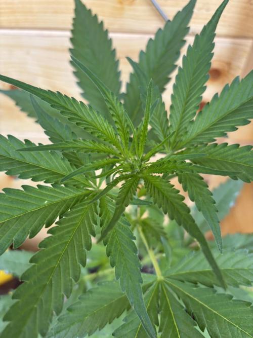 Guava Auto RF3 Outdoor grow. Week 6