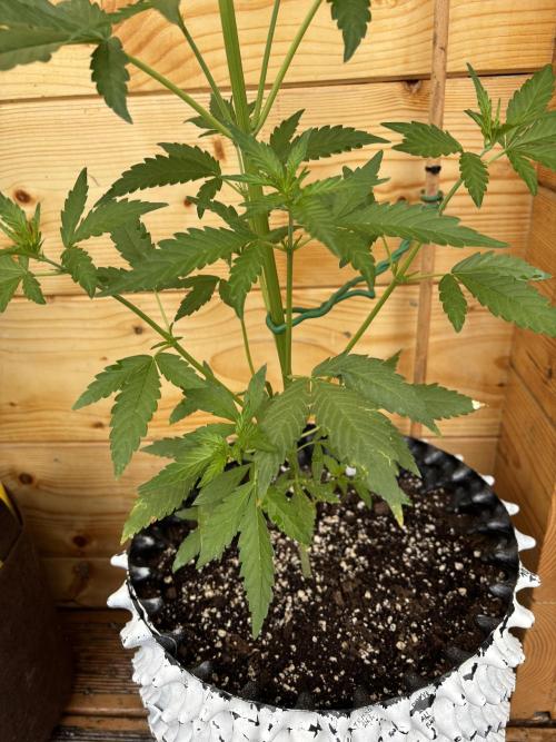 Guava Auto RF3 Outdoor grow. Week 6