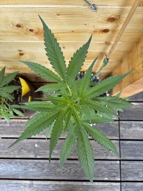 Guava Auto RF3. Week 6