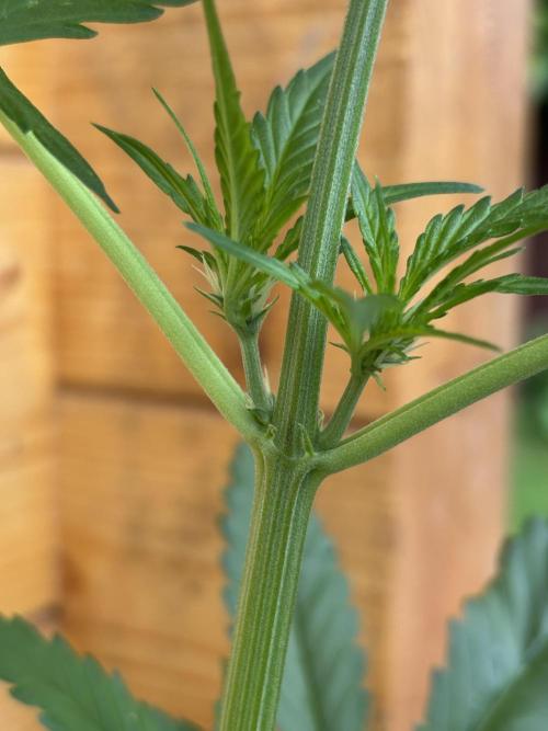 Guava Auto RF3 Outdoor grow. Week 6