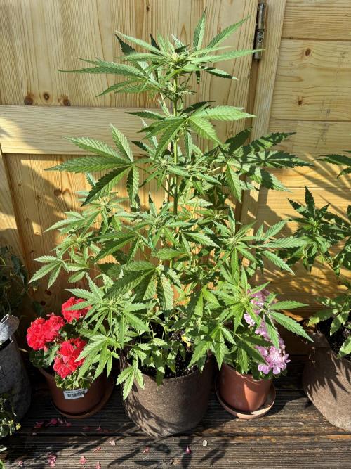 Lemon Cherry Cookies Auto Outdoor grow. Week 7
