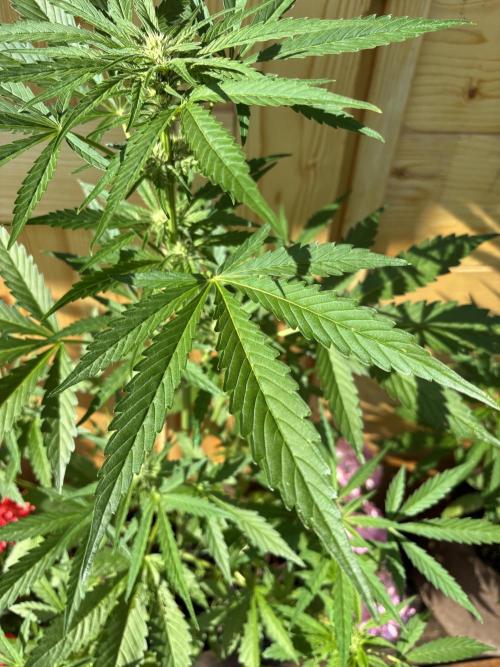 Lemon Cherry Cookies Auto Outdoor grow. Week 7