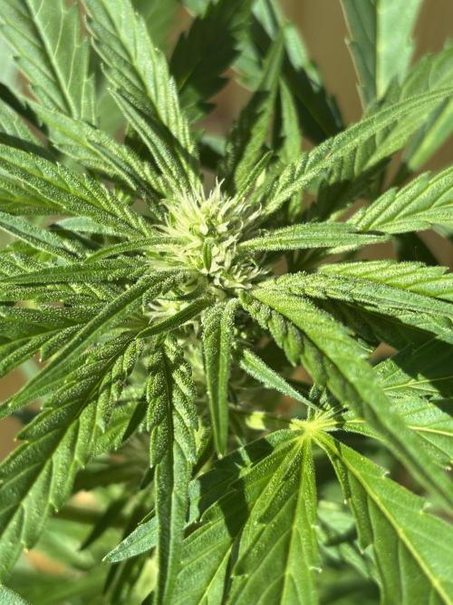 Lemon Cherry Cookies Auto Outdoor grow. Week 7