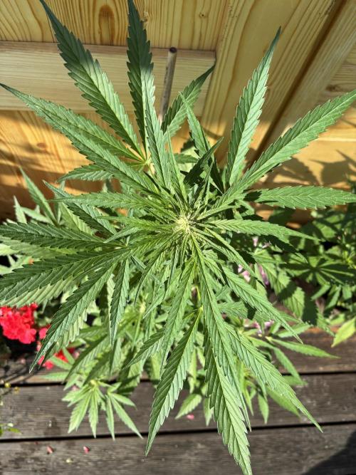 Lemon Cherry Cookies Auto Outdoor grow. Week 7