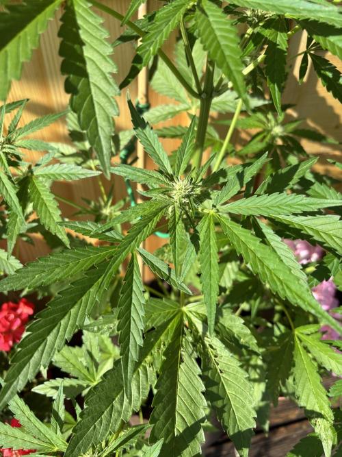Lemon Cherry Cookies Auto Outdoor grow. Week 7