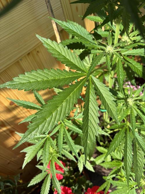 Lemon Cherry Cookies Auto Outdoor grow. Week 7
