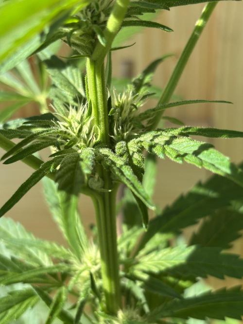 Lemon Cherry Cookies Auto Outdoor grow. Week 7