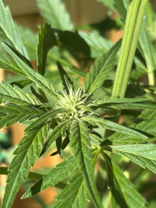 Lemon Cherry Cookies Auto Outdoor grow. Week 7