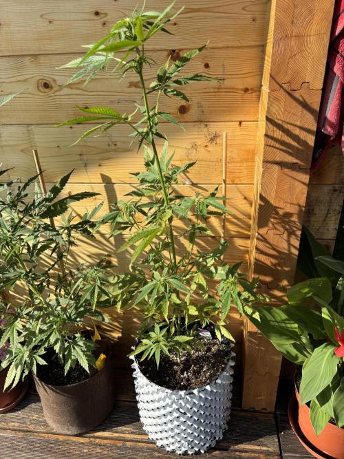 Guava Auto RF3 Outdoor grow. Week 7