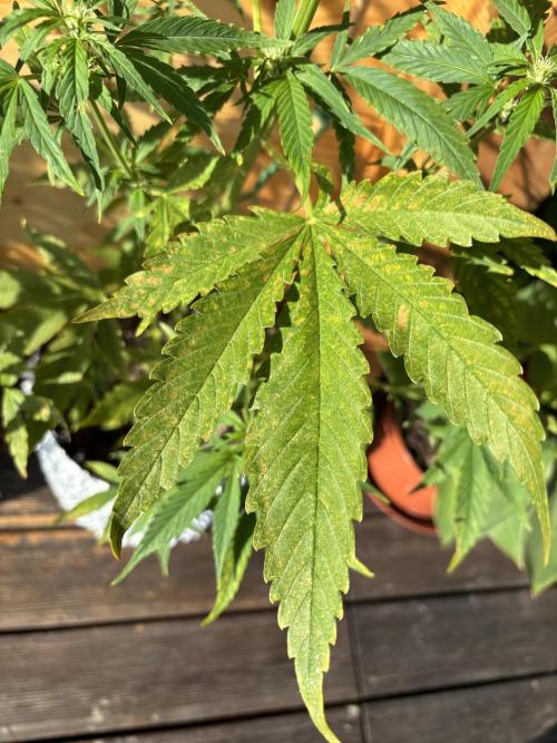Guava Auto RF3 Outdoor grow. Week 7