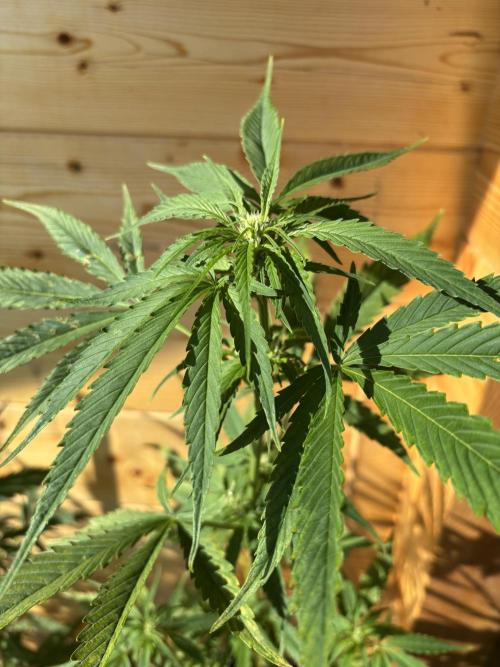 Guava Auto RF3 Outdoor grow. Week 7