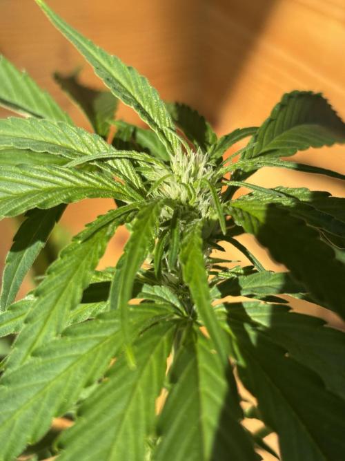 Guava Auto RF3 Outdoor grow. Week 7