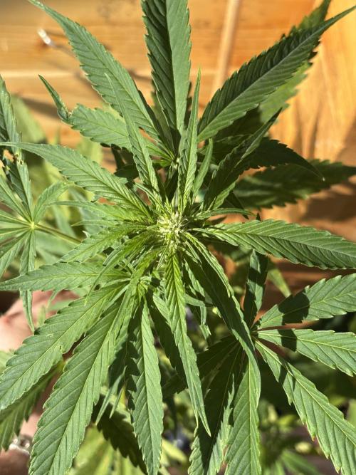 Guava Auto RF3 Outdoor grow. Week 7