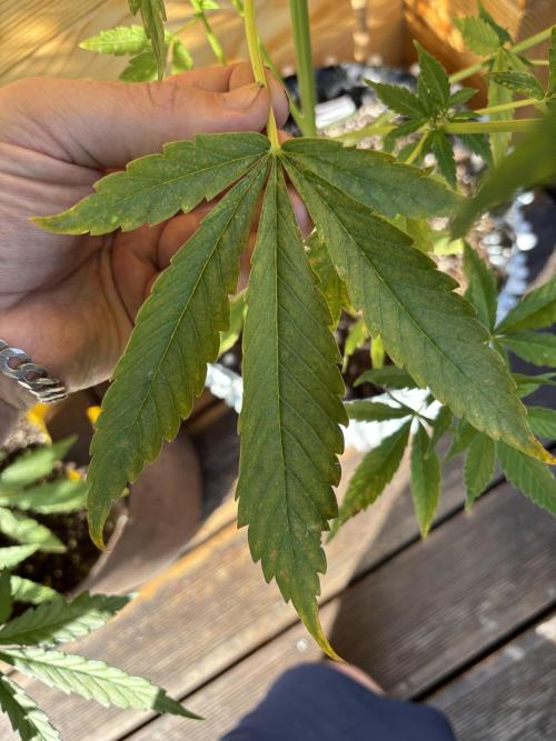 Guava Auto RF3 Outdoor grow. Week 7