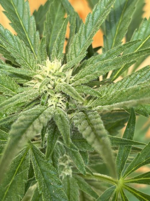 Lemon Cherry Cookies Auto Outdoor grow. Week 8