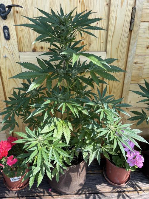 Lemon Cherry Cookies Auto Outdoor grow. Week 8
