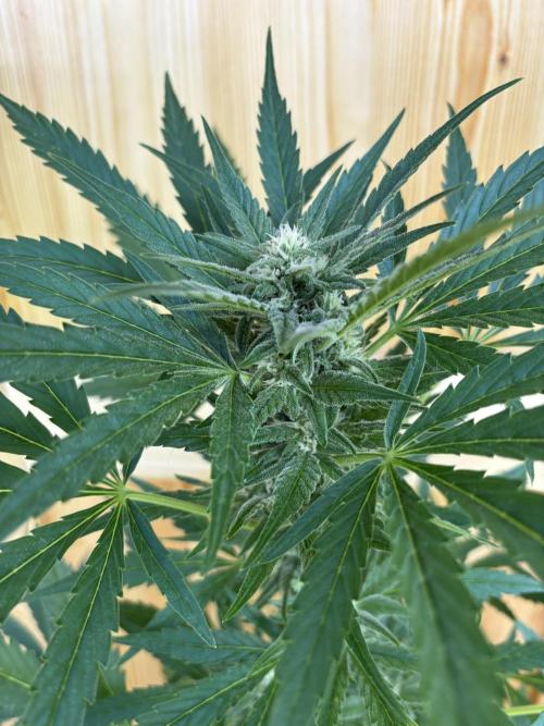 Lemon Cherry Cookies Auto Outdoor grow. Week 8