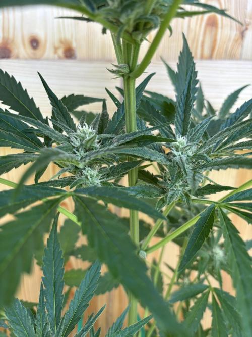 Lemon Cherry Cookies Auto Outdoor grow. Week 8