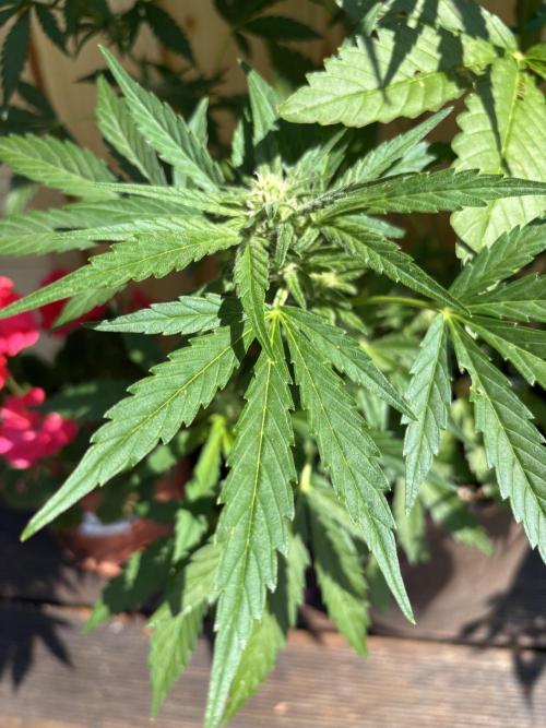 Lemon Cherry Cookies Auto Outdoor grow. Week 8