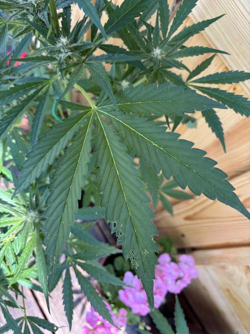 Lemon Cherry Cookies Auto Outdoor grow. Week 8