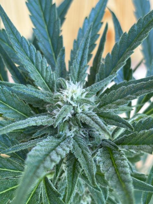 Lemon Cherry Cookies Auto Outdoor grow. Week 8