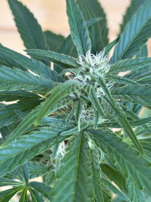 Guava Auto RF3 Outdoor grow. Week 8