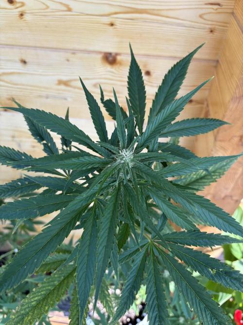 Guava Auto RF3 Outdoor grow. Week 8