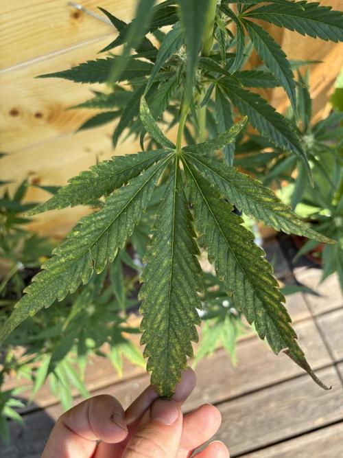 Guava Auto RF3 Outdoor grow. Week 8