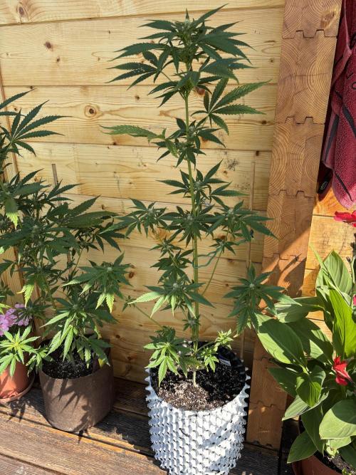 Guava Auto RF3 Outdoor grow. Week 8