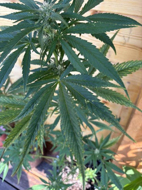 Guava Auto RF3 Outdoor grow. Week 8