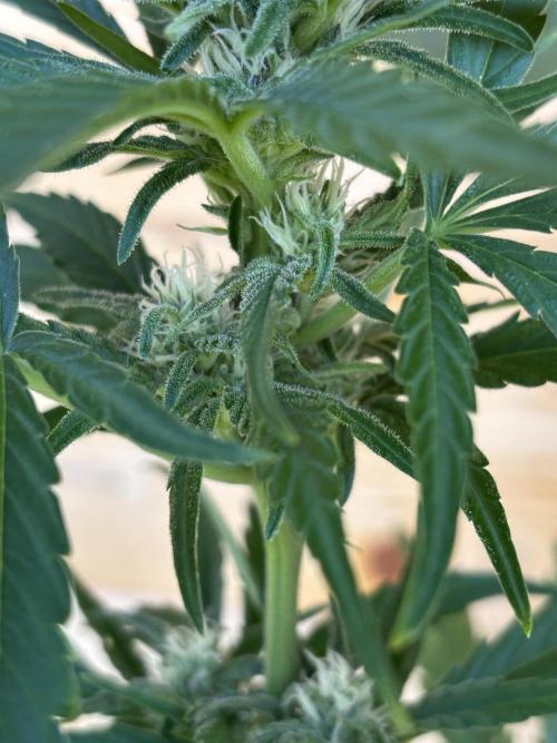 Guava Auto RF3 Outdoor grow. Week 8