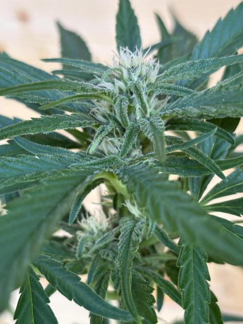 Guava Auto RF3 Outdoor grow. Week 8