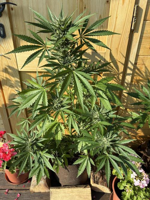 Lemon Cherry Cookies Auto Outdoor grow. Week 9