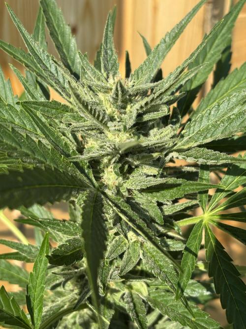 Lemon Cherry Cookies Auto Outdoor grow. Week 9